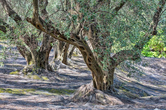 маслинови дървета
