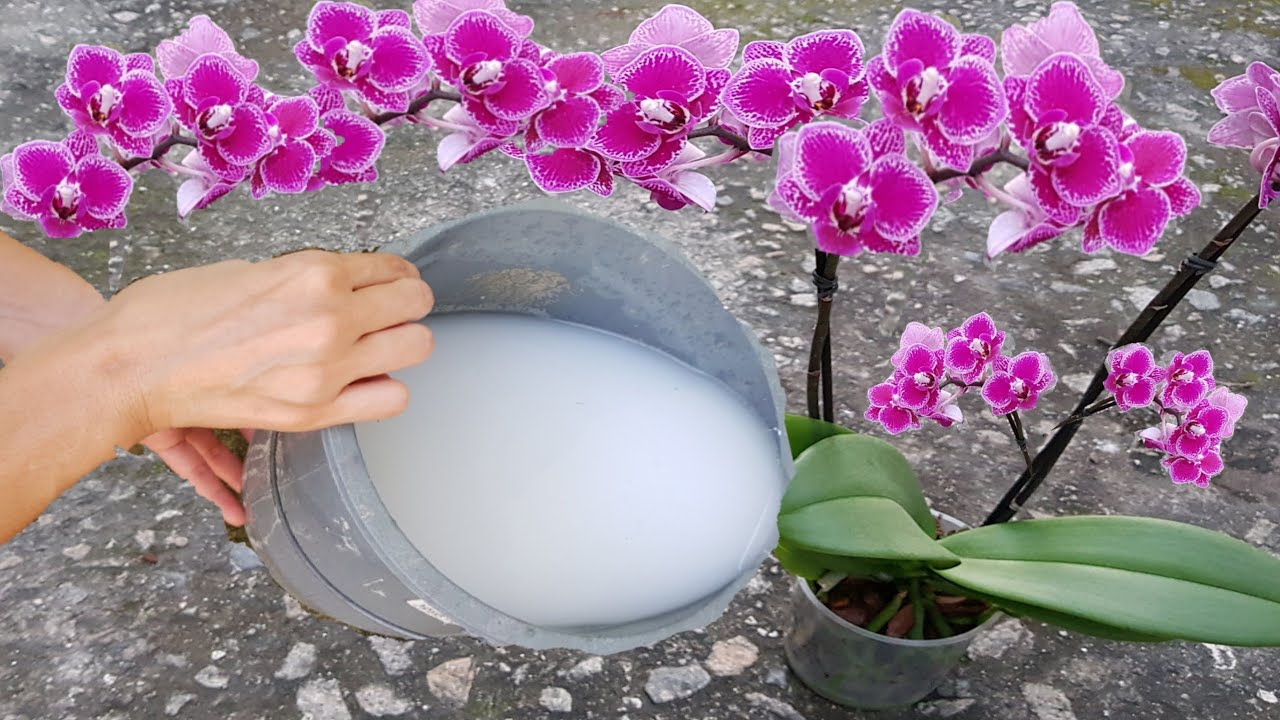 оризова вода за орхидеи