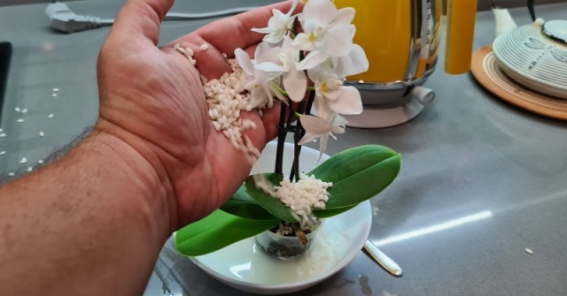Защо слагам ШЕПА ОРИЗ в саксията с орхидеята: