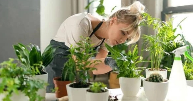5 растения-талисмани – засадете ги още днес и ще ви носят късмет цяла година! -