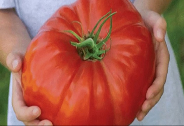 Полейте доматите само веднъж с този разтвор и ще ги берете в кофи