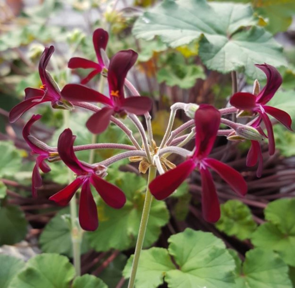 Pelargonium sidoides