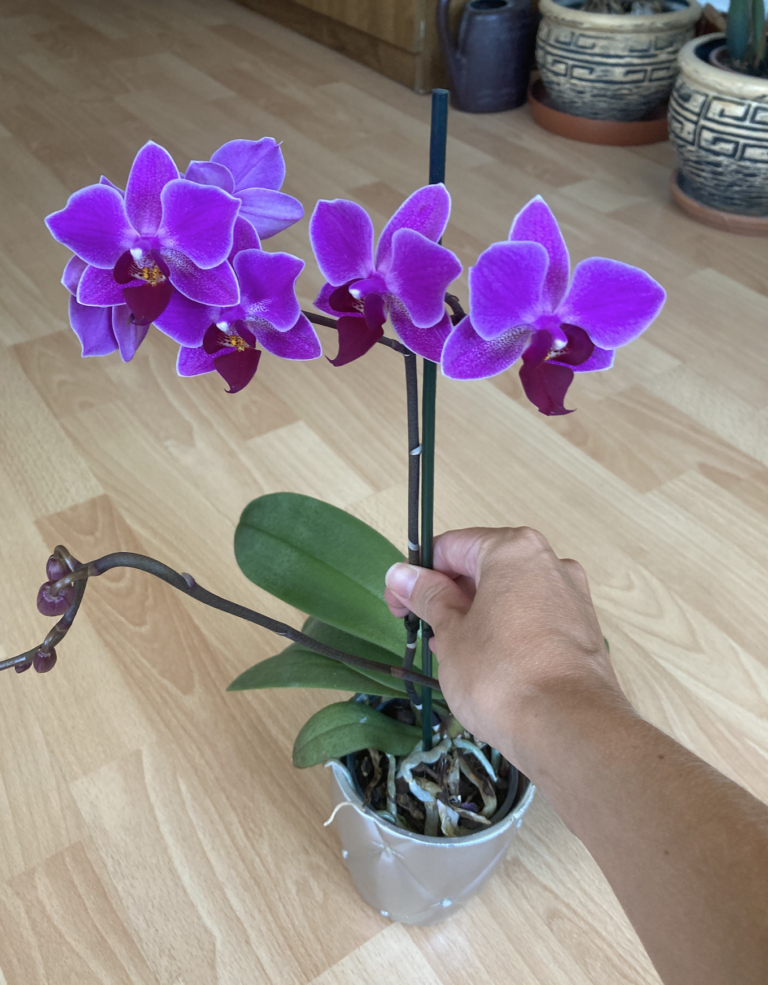 орхидея с пъпки