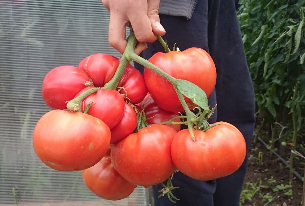 подхранване на доматите