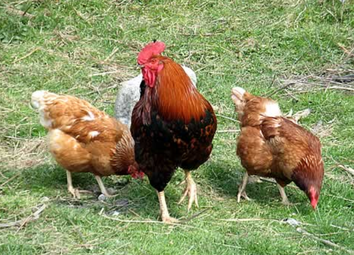 Кокошки в българско село снасят зелени яйца, не е за вярване колко са полезни