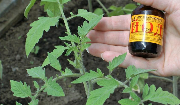 Йодът - секретната съставка за успешно подхранване на доматите и обилна реколта