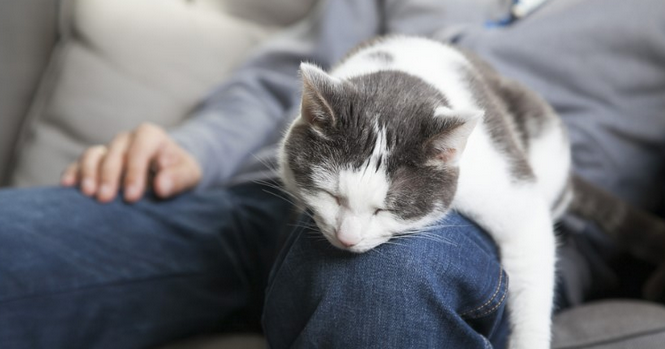 Какво означава ако котка се гали в краката ни: За всичко е виновна нейната енергия