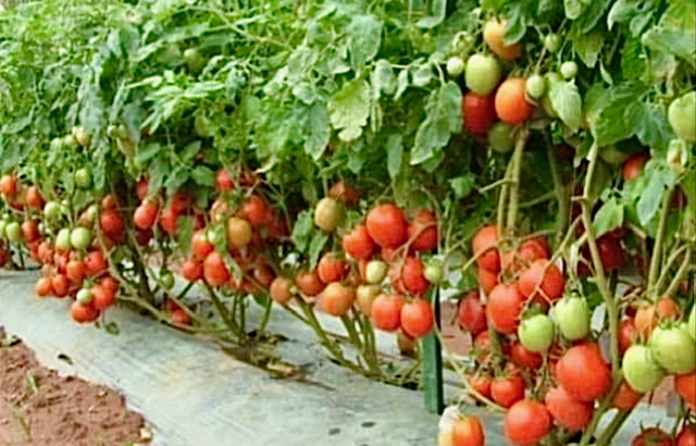 градина домати