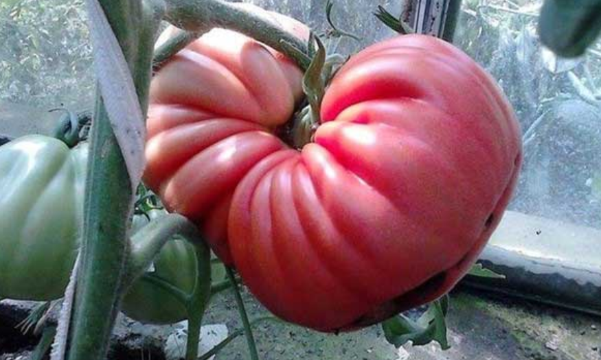 Всички се чудят как всеки път бера гигантски домати: Ползвам един разтвор, който дава този ефект